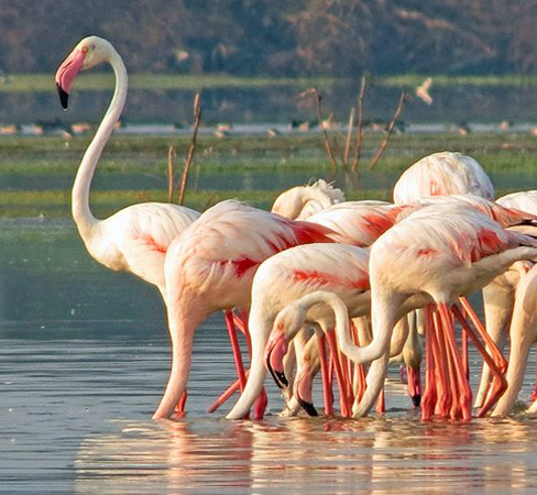 Bundala National Park